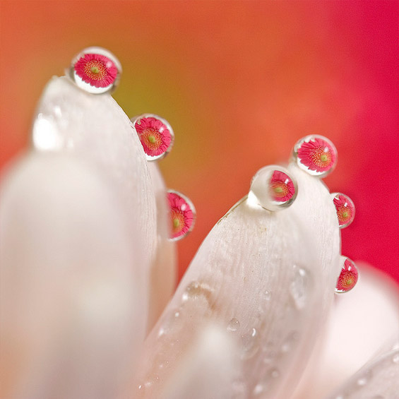 Магична рефлексија во ситни капки вода