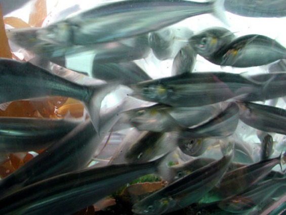 7 неверојатни природни феномени