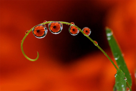 Магична рефлексија во ситни капки вода