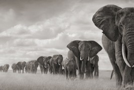 Дивиот свет на Африка низ фотографии