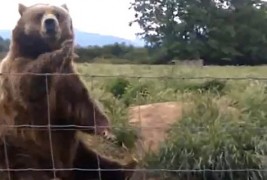 Културна мечка која ви мавта за топло добредојде