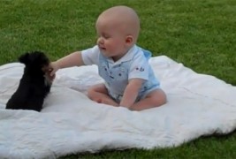 Кутре „напаѓа“ бебе на пикник