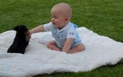 Кутре „напаѓа“ бебе на пикник