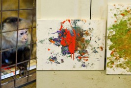 Мајмун слика уметнички дела кои вредат 400 долари