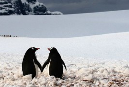 Романтични пингвини се држат за раце