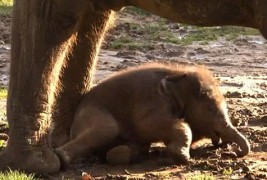 Слонче кое обожава да се валка во кал