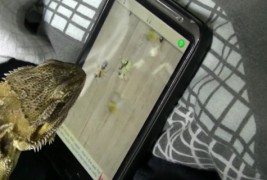 Гладен гуштер лови бубачки на смартфон