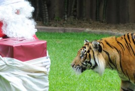 Храбар Дедо Мраз им носи подароци на тигри во Зоо
