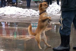 Пекинезер подготвен за Холивуд