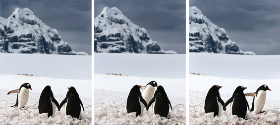 Романтични пингвини се држат за раце