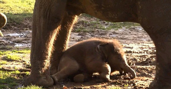 Слонче кое обожава да се валка во кал