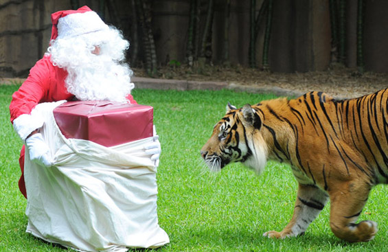 Храбар Дедо Мраз им носи подароци на тигри во Зоо