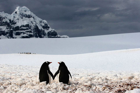 Романтични пингвини се држат за раце