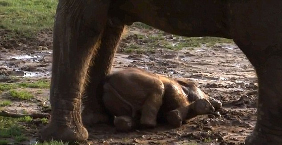 Слонче кое обожава да се валка во кал