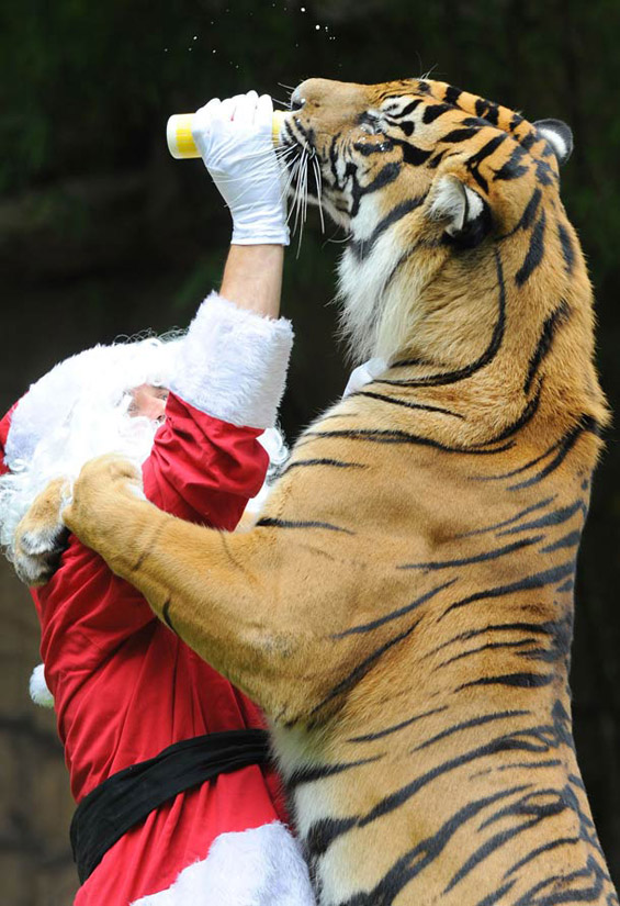 Храбар Дедо Мраз им носи подароци на тигри во Зоо