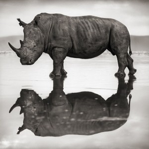 Дивиот свет на Африка низ фотографии