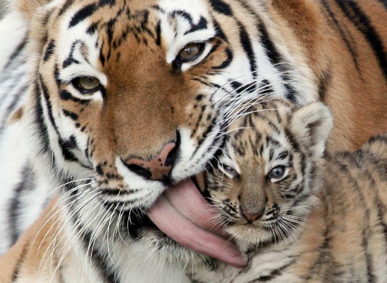 23 неверојатни фотографии со животни сликани во 2011 година