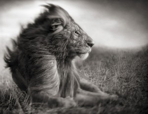 Дивиот свет на Африка низ фотографии