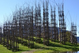 Катедрала од живи дрвја