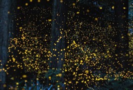 Танцот на златните светулки