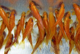 Фантастична 3Д уметност!