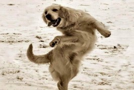 Кучиња кои танцуваат на латино звуци