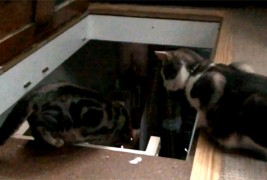 Мачиња ја истражуваат визбата на сопственикот