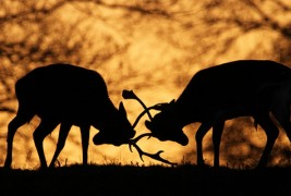 Неверојатни битки во природата