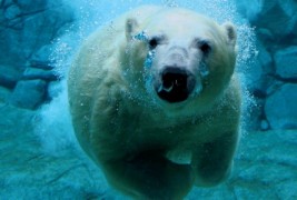 Поларните животни и нивната зимска идила