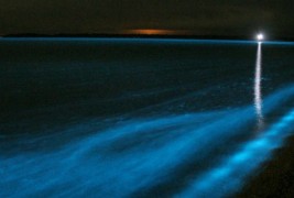 Волшебен биолуминисцентен брег