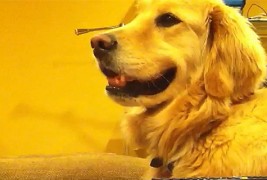 Златен ретривер кој ги обожава звуците на гитарата