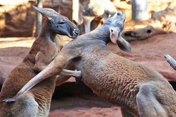 (1) Неверојатни битки во природата Неверојатни битки во природата