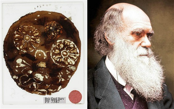 Пронајдени "изгубените" фосили на Чарлс Дарвин