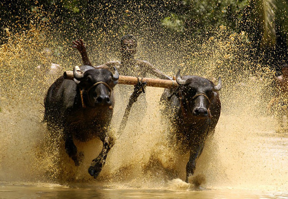 Сурфање на бикови во Индија