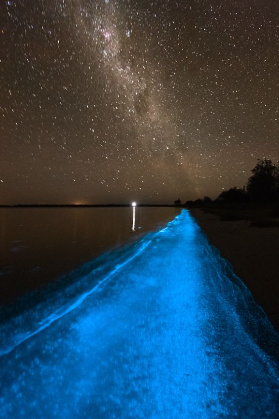Волшебен биолуминисцентен брег