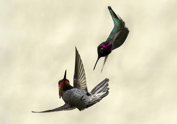 (10) Неверојатни битки во природата Неверојатни битки во природата