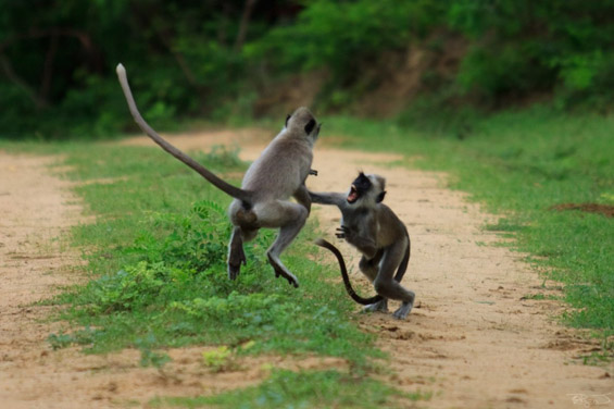 (11) Неверојатни битки во природата Неверојатни битки во природата