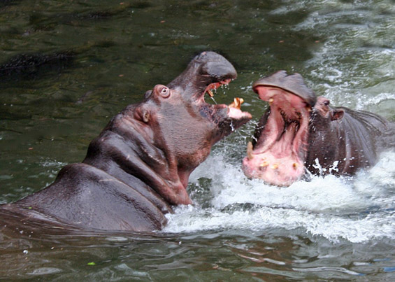 (13) Неверојатни битки во природата Неверојатни битки во природата