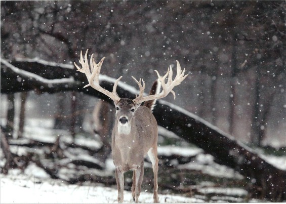 Поларните животни и нивната зимска идила