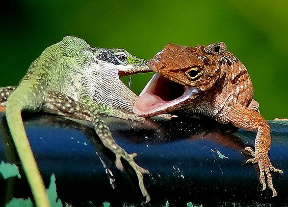 (14) Неверојатни битки во природата Неверојатни битки во природата