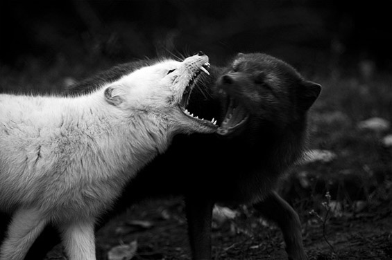 (17) Неверојатни битки во природата Неверојатни битки во природата