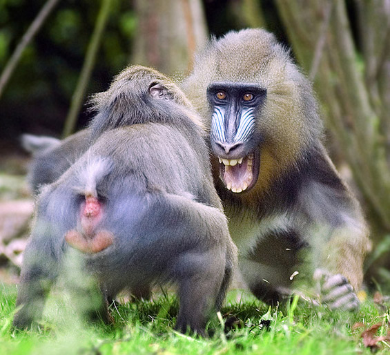 (18) Неверојатни битки во природата Неверојатни битки во природата