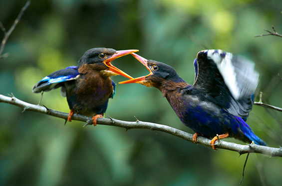 (2) Неверојатни битки во природата Неверојатни битки во природата