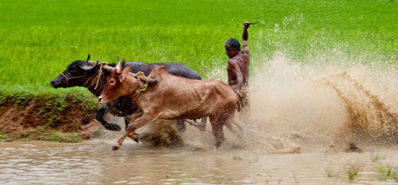 Сурфање на бикови во Индија