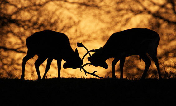 (3) Неверојатни битки во природата Неверојатни битки во природата
