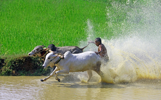 Сурфање на бикови во Индија