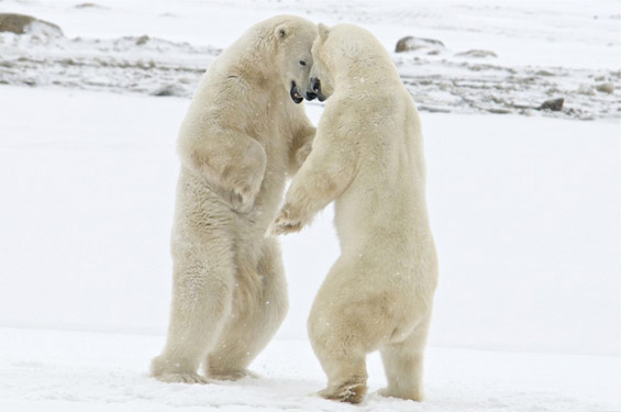 (4) Неверојатни битки во природата Неверојатни битки во природата