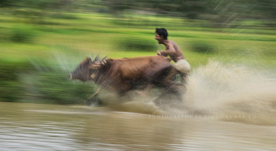 Сурфање на бикови во Индија