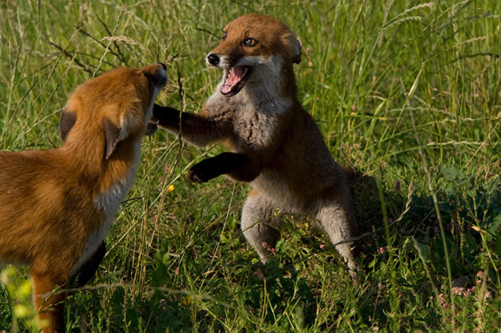 (5) Неверојатни битки во природата Неверојатни битки во природата