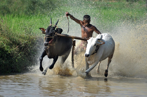 Сурфање на бикови во Индија